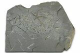 Ordovician Brittle Star (Ophiura) - Morocco #365281-1